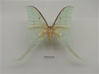 藏品(長尾水青蛾)的圖片